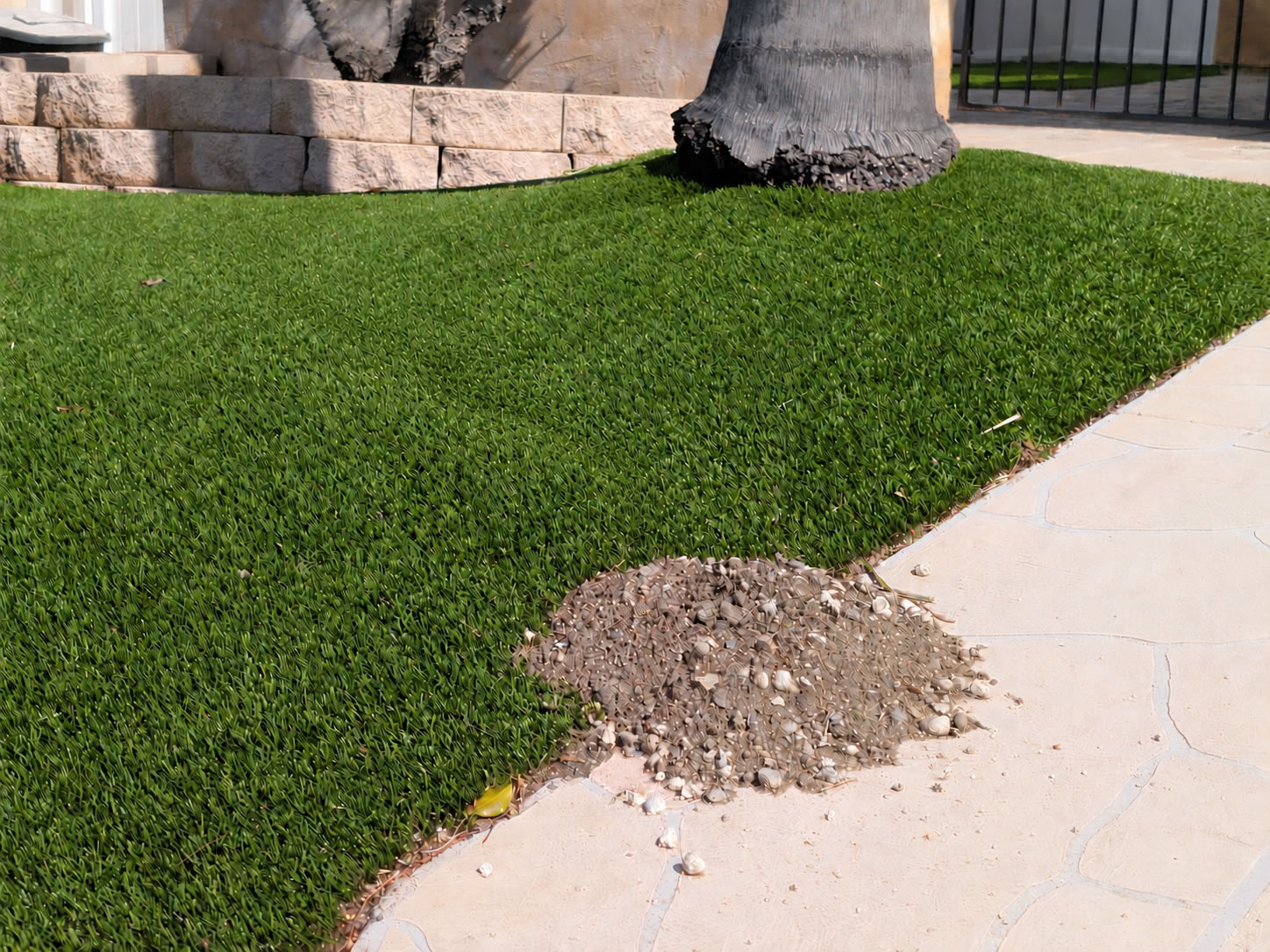 Gopher mound disrupting artificial turf beside a sidewalk